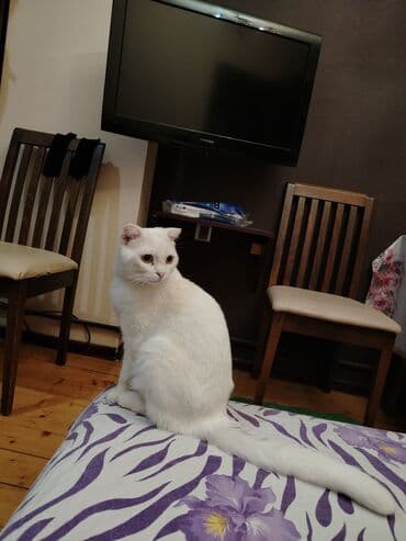 pişik çanta: Şotland yastı qulaq, Yaxşı əllərə — 11