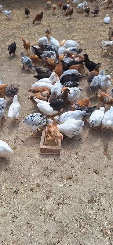 cuce yemi: Toyuq cücələri, Damazlıq, Pulsuz çatdırılma, Ödənişli çatdırılma — 3