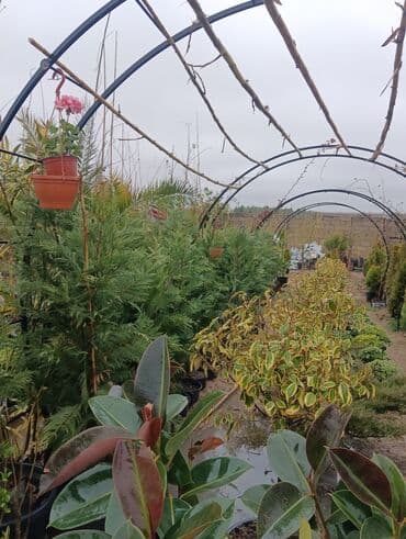 Gübrələr: Arka satlr 300 — 2