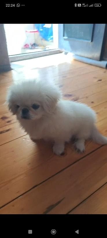 it sahiblendirilir: Pekines, 4 ay, Erkek, Peyvəndli, Ünvandan götürmə, Pulsuz çatdırılma, Ödənişli çatdırılma — 1