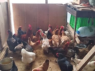 Собаки: Курица, Для яиц — 7