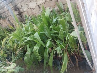 palma agaci satilir: Müxtəlif ölçülərdə palma fidanları bağ, həyət və ya digər açıq — 4