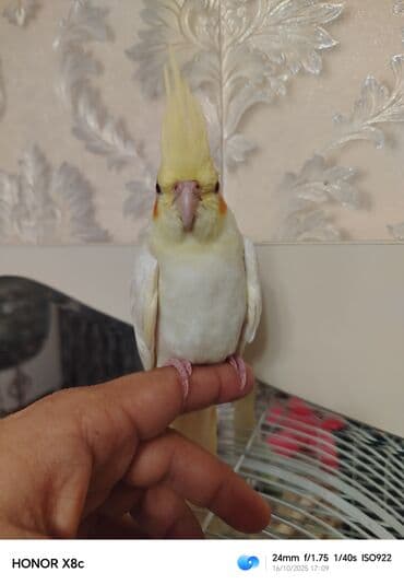 geref quşu: Nymph paraket (kokatiel) – sarı/albino rəng çaları, yanaqlarda narıncı — 5