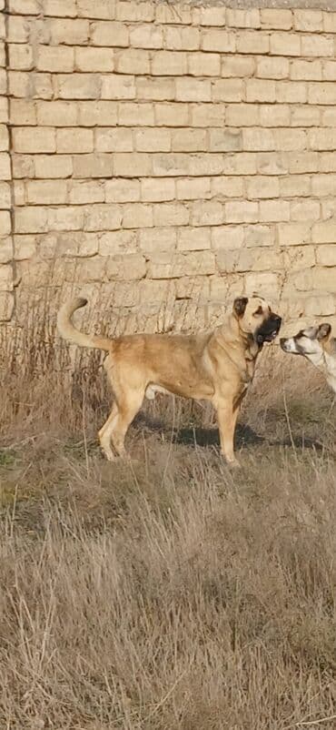 it zəncir: Kanqal, 3 il, Erkek, Peyvəndli, Ödənişli çatdırılma — 1