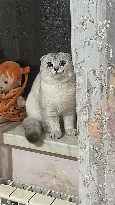 heyvan geyimi: Şotland yastı qulaq — 1