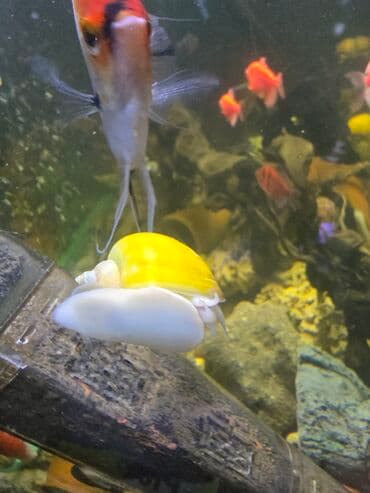 akvarium filter: Məhsul: Akvarium üçün sarı ampulyariya (apple snail) salyangozları — 2