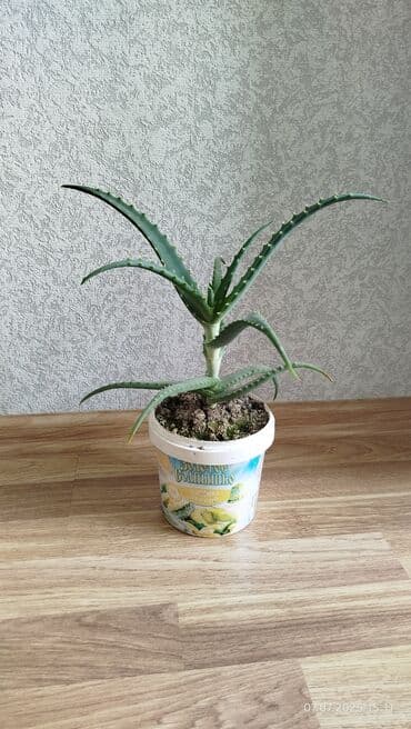 Bitki dərmanları: Əzvay bitkisi. (Aloe). Müalicəvidi — 2