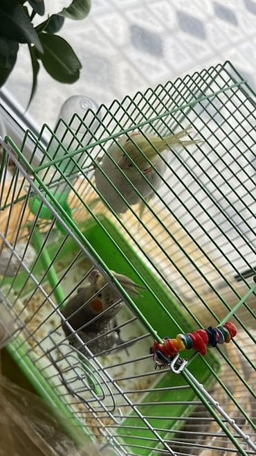 akvarium satilir: Nimfa papuqayları (Cockatiel) – cütlük Rənglər: Qefesnen Biryerde — 3