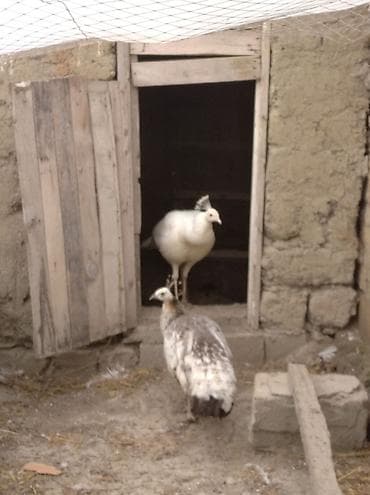 iney satışı: Salam aleykum. şəkildə gördüyünüz tovuzquşu cütü satılır. fərq — 6