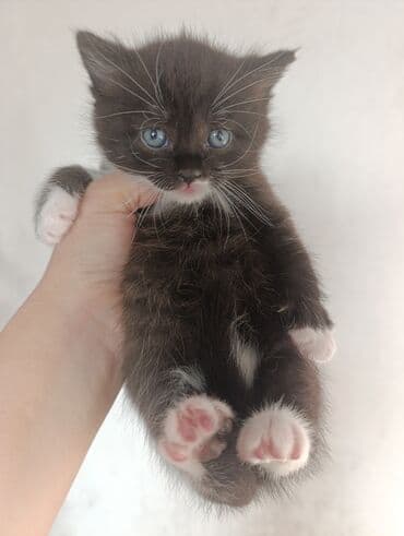 котята породистые купить: Британская, В добрые руки — 4