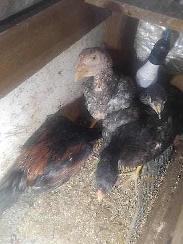 сетка для клетки попугая: Куриные цыплята, Для разведения — 4