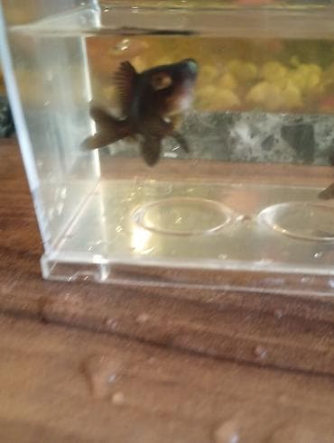 nemo balığı: Teleskop balığı, Sülhsevər — 4