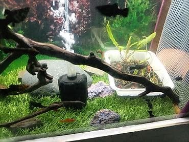 Akvariumlar: Quppi, Sülhsevər — 2