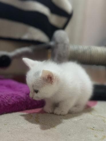 it pişik: Yaxşı əllərə — 4