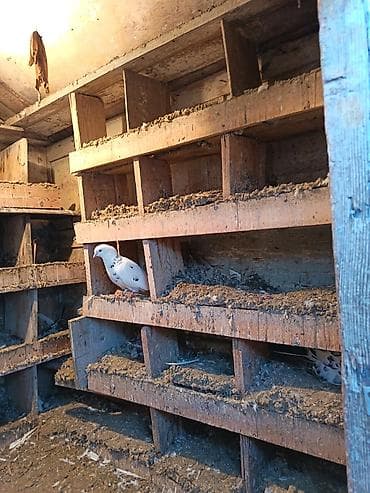 tutuquşu qiymetleri: Quwdarı satmışam yuvanıda satıram qiymet sondu mownuda yiğlma damdı — 5