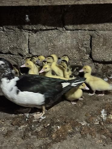 krasnadar ordek: 1 Aylıq Ördək balaları 14 Bala 1 Ana birlikde satılır — 1
