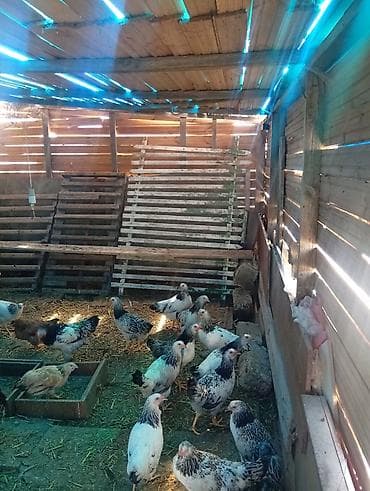 tutuquşu show jumbo: Brahma cinsli toyuqlar – qara-ağ ləkəli, iri bədənli, sakit xasiyyətli — 2
