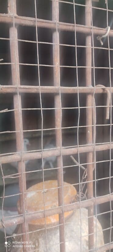 it yuvasi satilir: Quşxana Satlır — 9