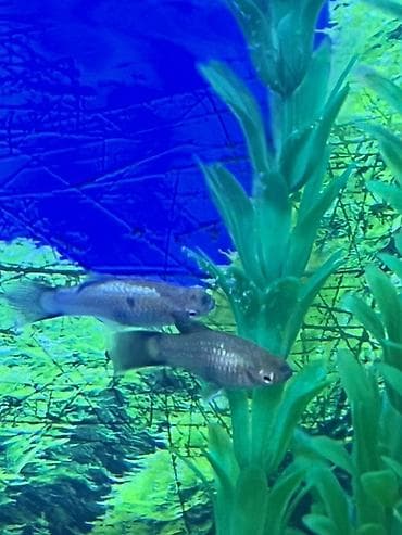 Molinezi, Sülhsevər