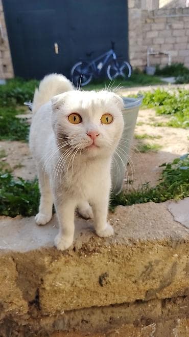 Şotland yastı qulaq, Ünvandan götürmə