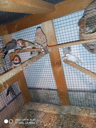 ördək ətinin qiyməti: Amadinlər Satış zebravıy sadə amadinlər benqal amadini risovka risoviy — 12