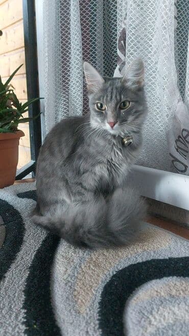 sfinks pişik: Yaxşı əllərə — 2