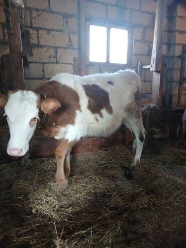 tap az ev heyvanlari: Cins heyvandı.Yanında balası ilə və qarnında 6 aylıq balası ilə — 5