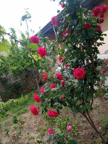 baki otel qiymetleri: İcarəyə təqdim olunur geniş və işıqlı otaq - İki ayrı tək çarpayı - — 14