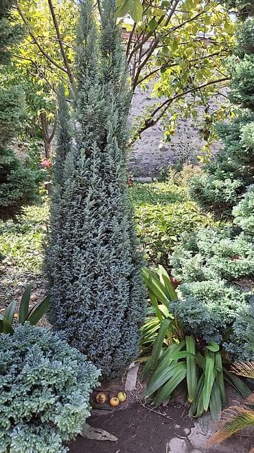 polad ağacı: Həmişəyaşıl bəzək iynəyarpaqlılar – bağ və həyətyanı sahə üçün - — 2