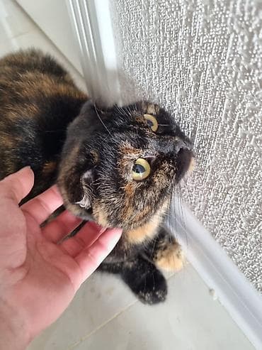 pisiy adlari: Şotland, Dişi — 2