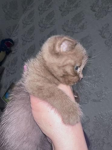 İlan: Şirin balaca pişik balası - Cins: uzun tüklü, qızılı-şabalıd