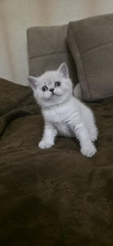 Şotland yastı qulaq, Dişi, Ünvandan götürmə, Ödənişli çatdırılma
