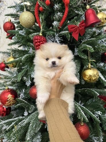 pug iti qiymeti: Şpitz, 1 ay, Erkek, Pulsuz çatdırılma — 2