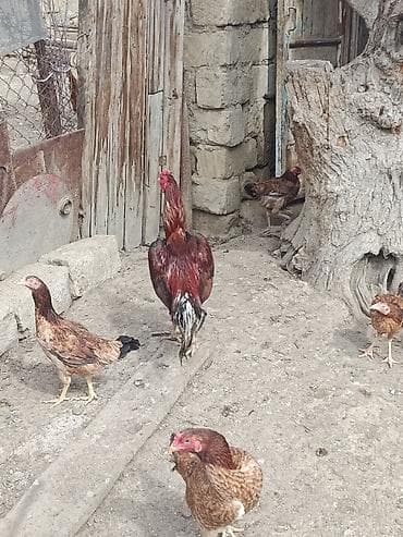 cins toyuqlarin satisi: Toyuq, Damazlıq — 2