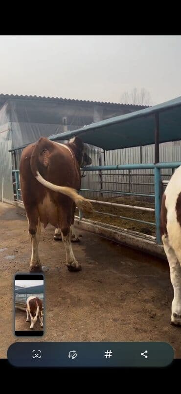 Simental cinsi inək - Rəng: qırmızı-ağ ala - Südçülük istiqaməti, iri lalafo.az -da Simental cinsi inək - Rəng: qırmızı-ağ ala - Südçülük istiqaməti, iri