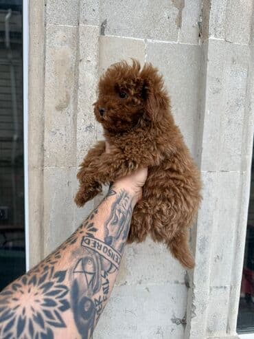 naxcivan heyvan elanlari: Pudel, 3 ay, Erkek, Peyvəndli, Ünvandan götürmə — 4