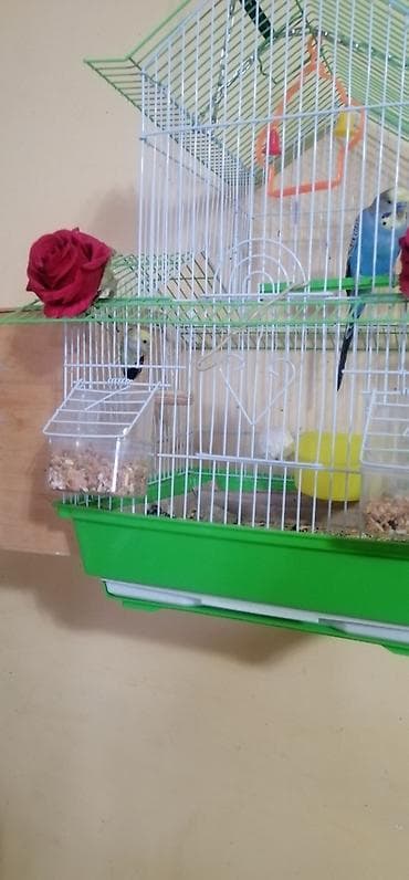 korella tutuqusu haqqında: Bir cüt quş və 4 balası . balalar 3 həftəlik quşlardı. saglamlamdılar — 2