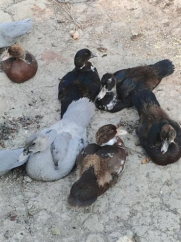Heyvanlar: Salam az sayda qalib krasnadar zumrud ve Lavanda qiymetler boyuk ve — 2