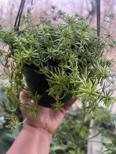 aloe vera satışı: Her nov guler var endirimnen verecem Gencedi istiyen yazsin satiş — 56