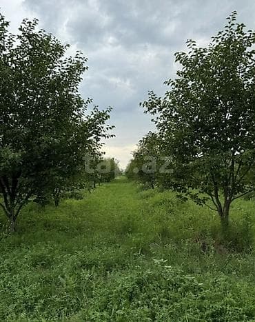 yeni emlak az: 210 sot, Kənd təsərrüfatı, Mülkiyyətçi, Kupça (Çıxarış) — 4