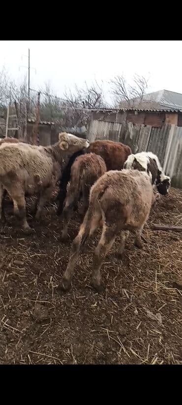 ZİL: Dana, buzov, Erkək, ay: 1, 85 kq, Ətlik, Ünvandan götürmə — 2