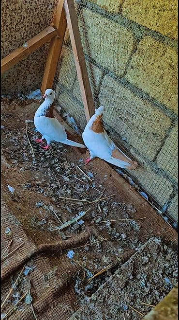 lal ordək yumurta: Cüt dekorativ göyərçin - Rəng: ağ əsasda qızılı-qəhvəyi ləkələr; — 2