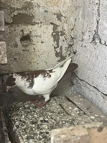 etlik cuce satisi: Salam 6ədəd kəkilli satılır içində cütdə var birnin qiyməti 6manata — 1