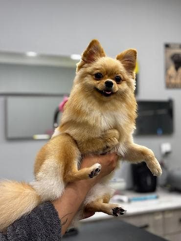 Heyvanlar üçün mallar: Şpitz, 1 il — 1