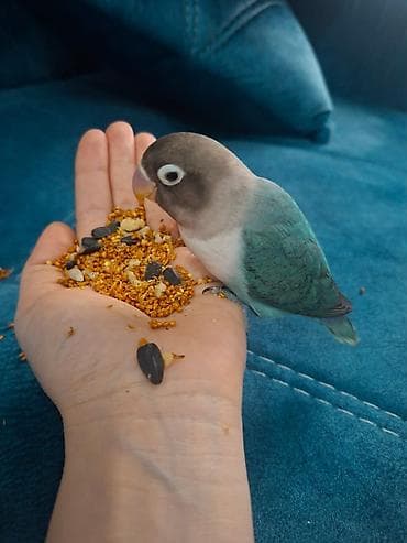 Sevimli papağan (lovebird) – əl öyrəşdirilmiş, insanla ünsiyyətə açıq