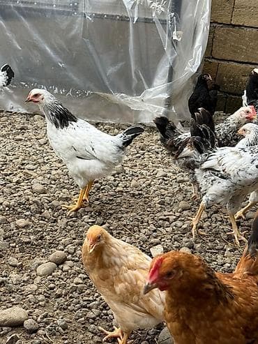 kuçinka toyuqları: Kənd çolpaları 900qr - 1 kq Çox sayda alana qiymətdə endirim — 2