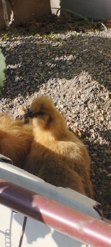 продам собаку доска объявлений: PON POn xoruzu satilir tekce — 11