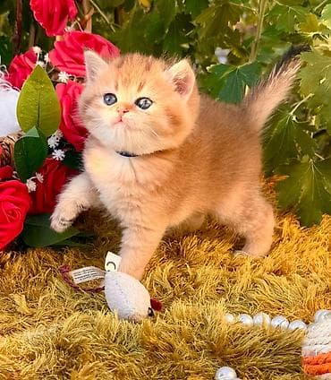 Şinşilla, Dişi, Ünvandan götürmə, Ödənişli çatdırılma lalafo.az -da Şinşilla, Dişi, Ünvandan götürmə, Ödənişli çatdırılma