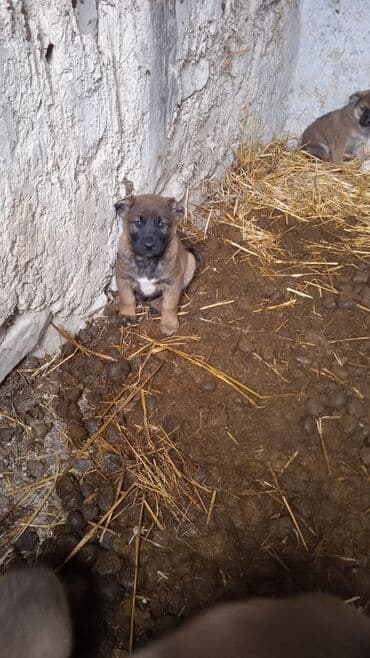 alabay satılır: Qurdbasar, 2 ay, Dişi — 1