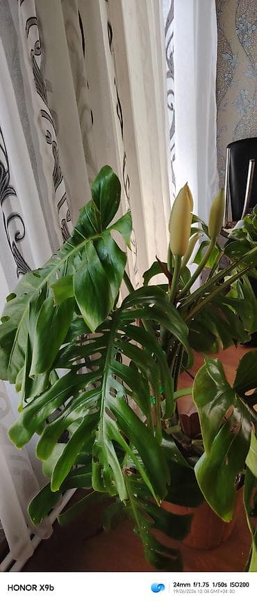 monstera bitkisi: Monstera deliciosa (Şveytsariya pendiri bitkisi) – iri, deşikli və — 3